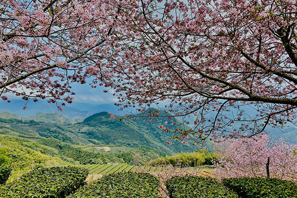 台18線上的風景十分優美，櫻花盛開時處處是美景。 (圖／阿里山新印象)