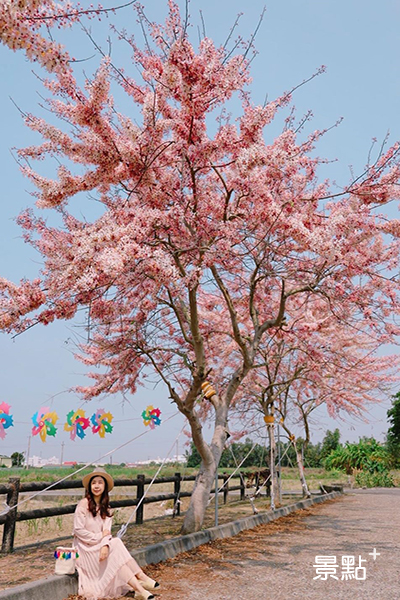 位在台南西港區的花旗木步道，目前正盛開中 (圖／hsingfang20)