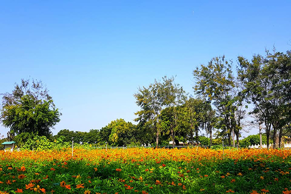 石頭公園花海