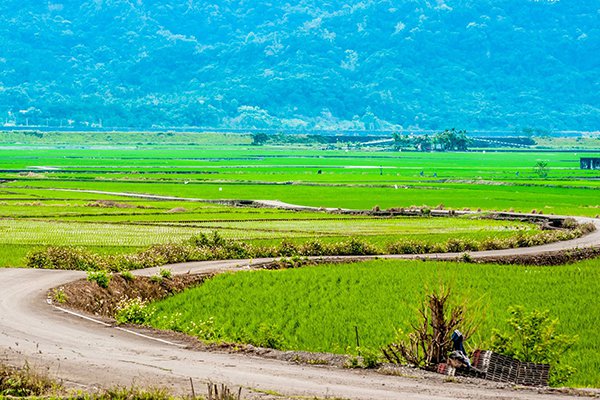 一條蜿蜒無盡頭的產業道路隱藏在巨大的水稻田裡。 (圖／花東縱谷國家風景區管理處)