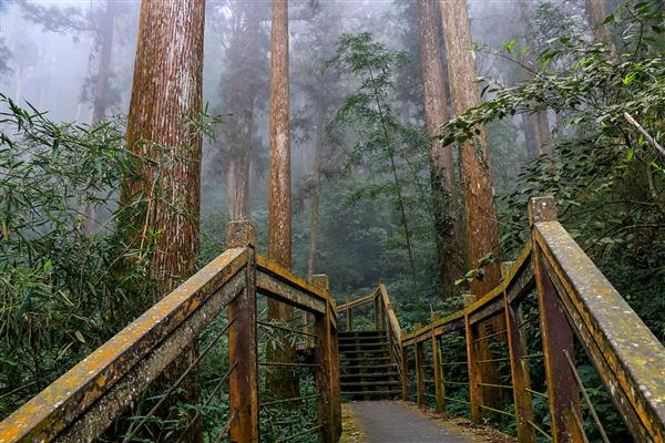 頂石雲之道 (圖／嘉義縣政府)