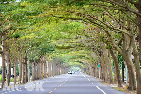學甲區的174線公路道，兩旁聳立的行道樹小葉欖仁形成翠綠隧道。 (圖／林淑貞)