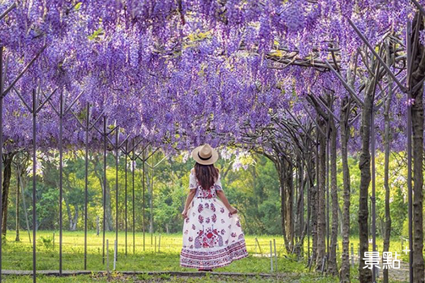 紫藤樹下怎麼拍都超夢幻。 (圖／molly888666)