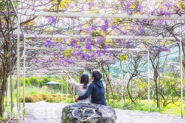 超夢幻的紫藤花廊怎麼拍都好看。 (圖／shengkai_travel)