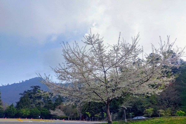 粉白櫻花如浪漫春雪！大雪山霧社櫻盛開