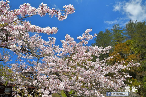 已陸續謝幕的吉野櫻從初開到滿開，不同階段往往會呈現櫻花不同的心情。