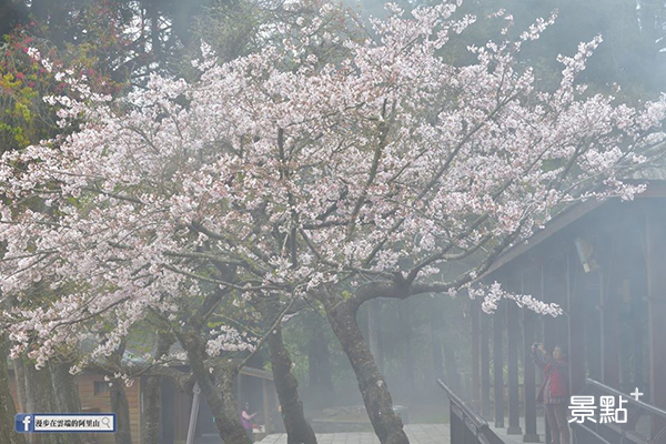 迷霧中的櫻花之美