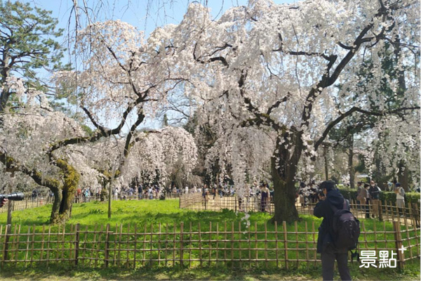 京都櫻花美景依舊，疫情的影響卻也讓人純然賞櫻的心情有了變化。(圖／Linda Yang，以下同)