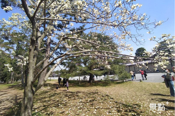 京都御園也是賞櫻的人氣熱點，3/21/2020。