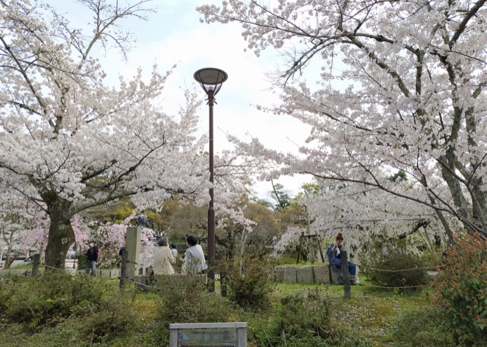 在円山公園櫻花樹下聊天的奶奶們與穿著和服的外國人，4/3/2020。