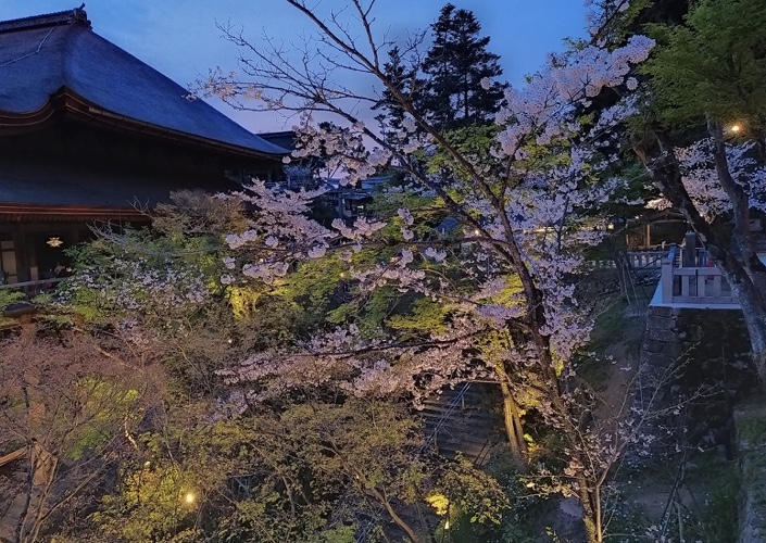 清水寺夜櫻，4/3/2020。