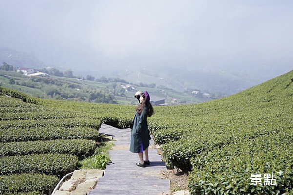 遠離塵囂擁療癒絕景！浪漫茶園美拍秘境