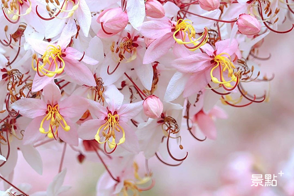 龜丹水哥溫泉的粉紅花朵彷彿煙火般炸開