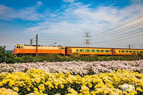 遠離城市賞鐵道花海！春意盎然杭菊花田綻放