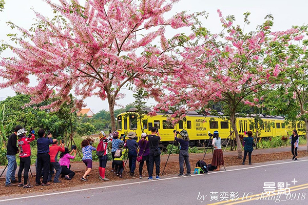 彰化二水的美櫻花的花旗木目前盛開中 (圖／zhang_0918)