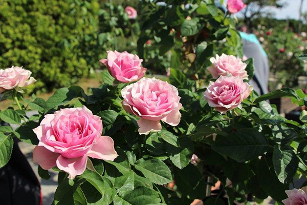 台北玫瑰園四季開花且具有淡淡茶香與色彩柔美的絕佳特性 (圖／台北市政府)