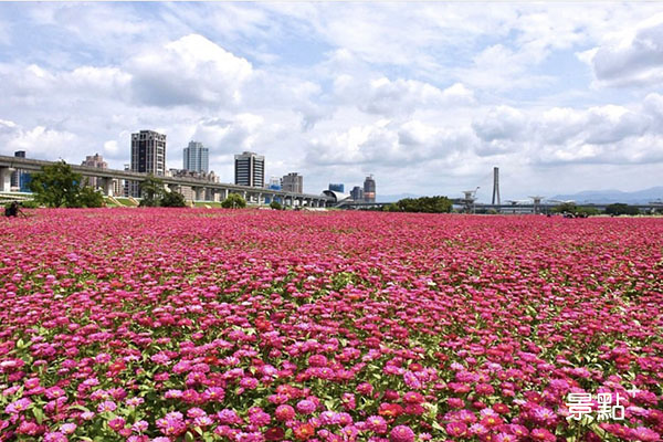 大都會公園的百日草花海盛開。 (圖／jing_ling_668，以下同)