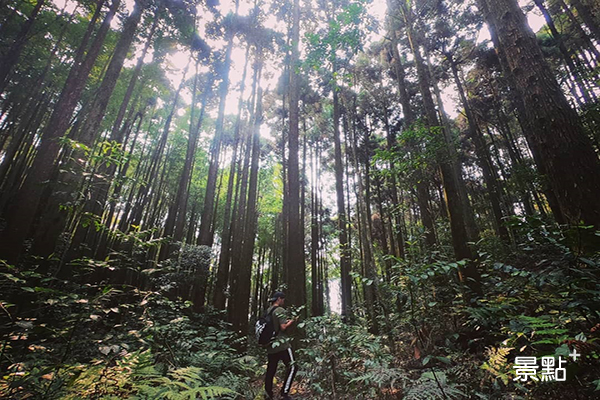 樹海夢幻森林系美景！綠色芬多精療癒小旅行