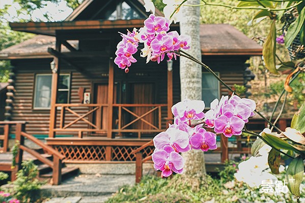 江南渡假村園區內處處可見蘭花，幽然芬芳。(圖／景點家廖維仁)