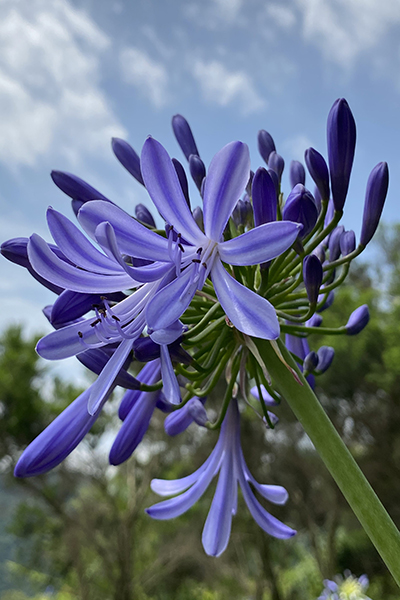 愛情花藍紫色令人期待的花苞