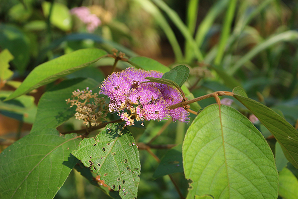 杜虹花錦簇的粉色花團非常顯眼