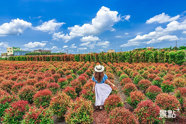 波波草紅綠相間奇景！期間限定療癒系風光