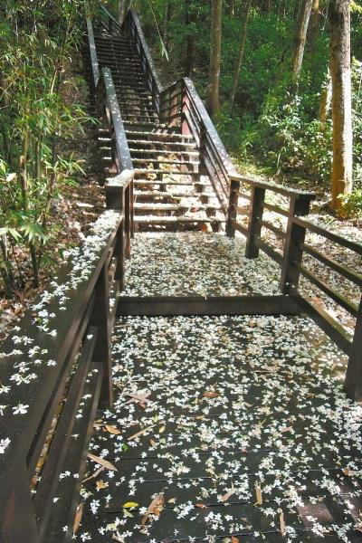 桐海秘境步道。 (圖／苗栗縣政府)