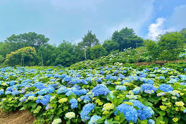 不只陽明山！絕美繡球花海花田夢幻登場