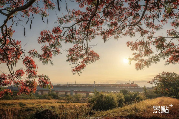 傍晚的鳳凰木與前方駛過的列車，構成潮州熱門的限定美景。(圖／shengkai_travel)