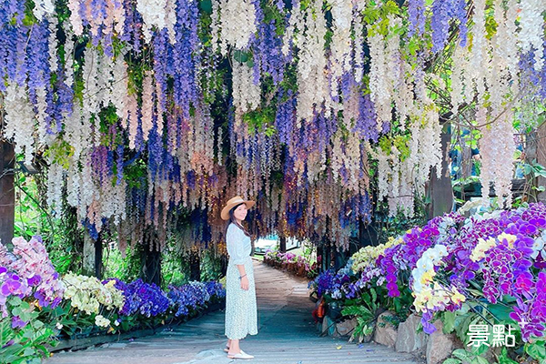 秒飛日本藤花大花海！紫藤蘭花夢幻花道