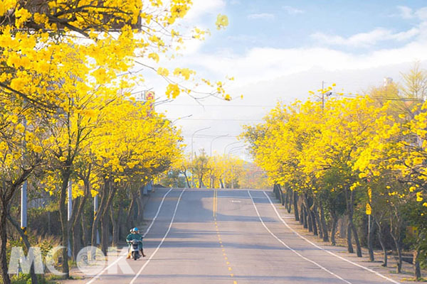 每年春季位於寶藏寺的黃金大道是賞花熱點。 (圖／bb211019)
