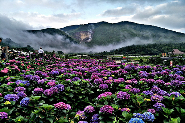 竹子湖繡球花農園眾多，所種植的繡球花品種不一。 (圖／大賞園繡球花（海芋）)