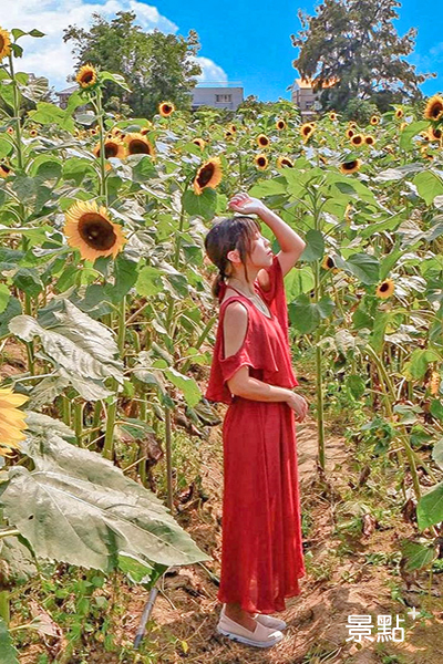 佔地18,000坪的向陽農場，每年5至10月是向日葵的花季。 (圖／yayayxc)