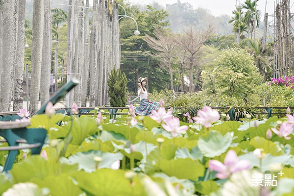 荷花池與椰林道。（圖／xfengliang，下同）