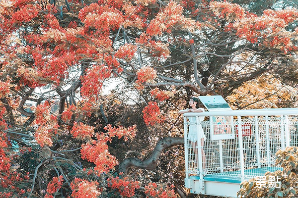 漫天鳳凰花花海！全台最長天空步道夢幻大景