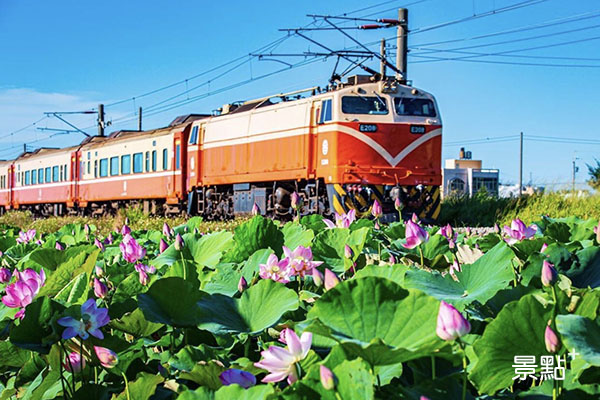 季節限定的鐵道荷花美景。