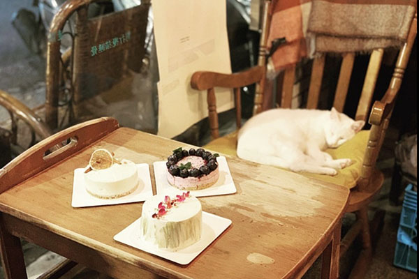 自製甜點和貓孩。(圖／2730貳柒參零咖啡)