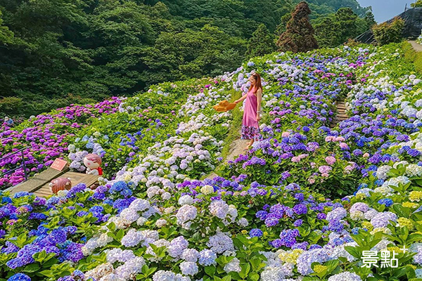 大梯田花卉生態農園每年的繡球花盛開美景 (圖／ceimei)