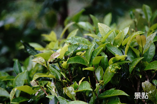 寶山野生茶樹高可達十公尺，近年為了便於採收，多半會採取矮化與有機栽培。