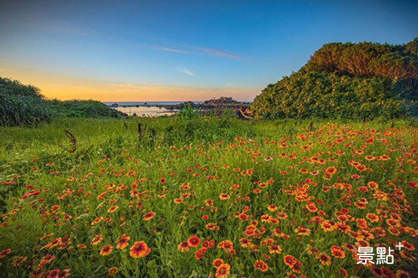 盛開的天人菊與天邊夕陽令人無限嚮往。 (圖／taiwan_explorer2019)