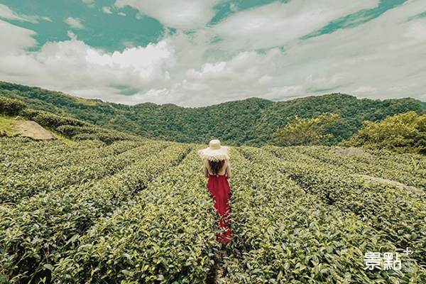 茶園秘境療癒滿分！自然系美拍放空必訪