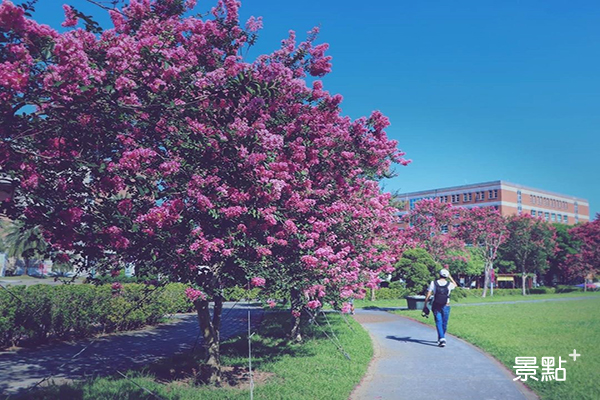 超浪漫的粉紅花樹是期間限定的美景 (圖／3more_hi4)