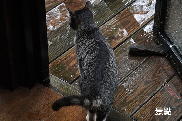 煙雨中小貓咪也跑來躲雨。 (圖／shinysusu)