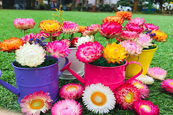 有各式乾燥花DIY課程可讓遊客親手製作乾燥花相關飾品 (圖／青林農場)