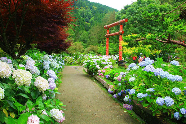 杉林溪的花海搭配特色造景