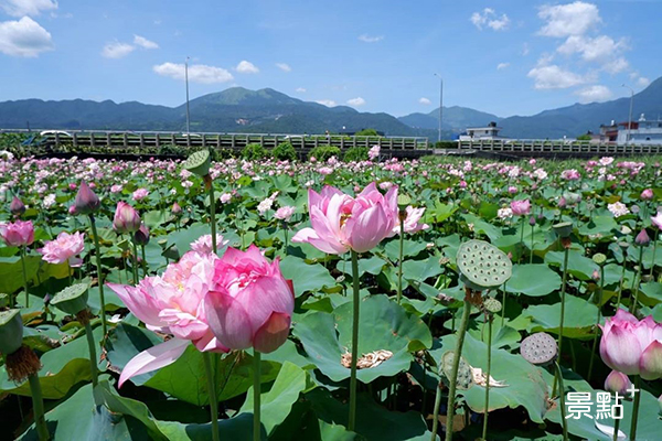 蓮花花海大盛放！拍美照濕地美景免費賞