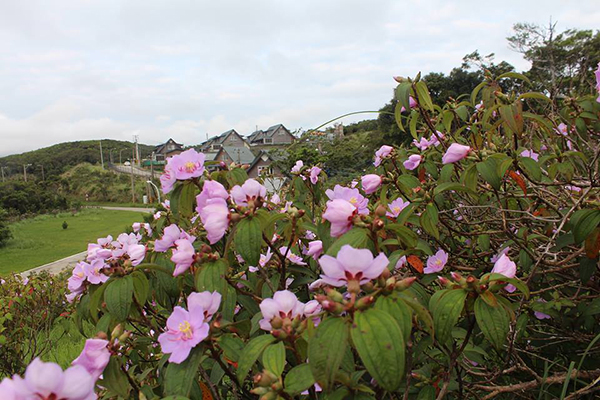 每年3到5月間，整個小山頭開滿美麗的野牡丹花。 (圖／牡丹鄉公所)