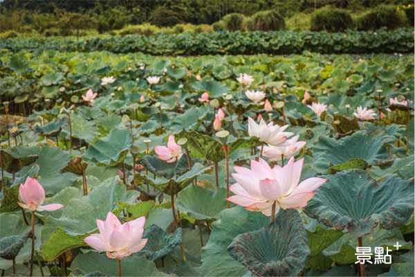 雙溪上林荷花田正盛開荷花。（圖／景點家謝明軒）