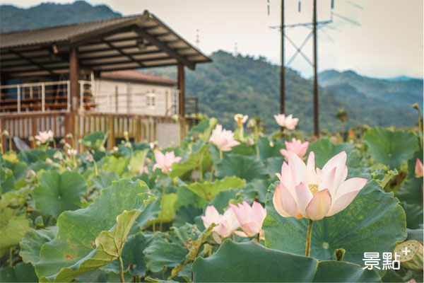 雙溪上林荷花田正盛開荷花。（圖／景點家謝明軒）