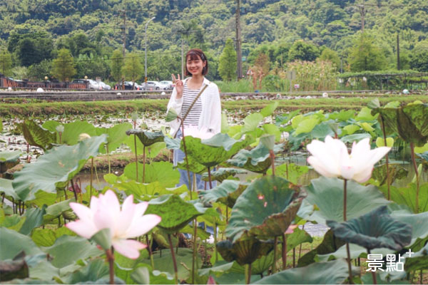 網美拍照不NG的荷花田。（圖／景點家謝明軒）